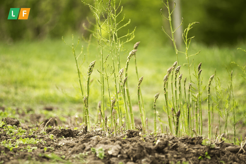 Cách trồng cây măng tây đúng kỹ thuật, cho năng suất cao