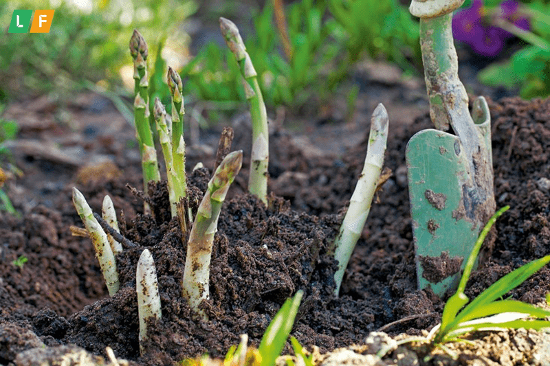 Làm đất và lên luống trồng măng tây