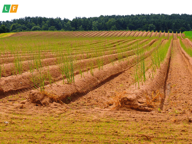 Những loại đất phù hợp để trồng măng tây?
