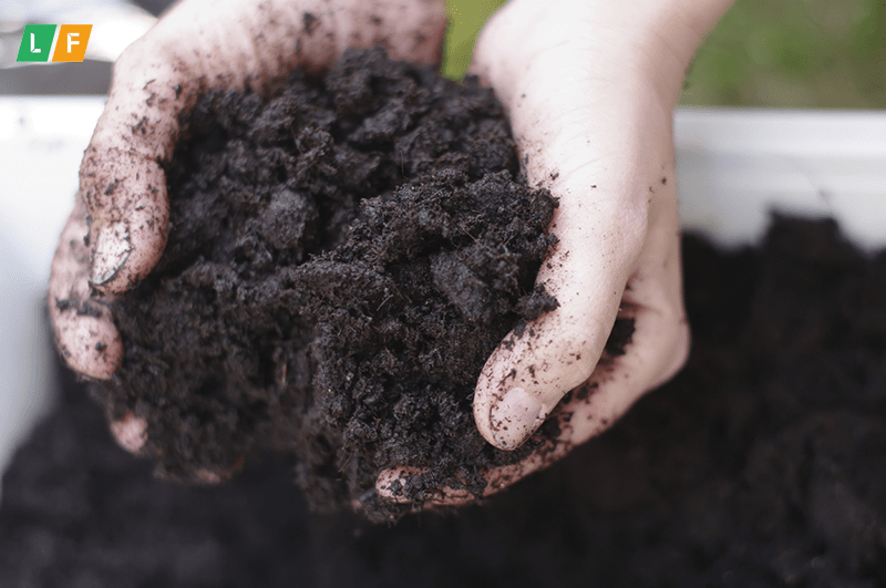 Kỹ thuật xử lý đất trước khi trồng măng tây