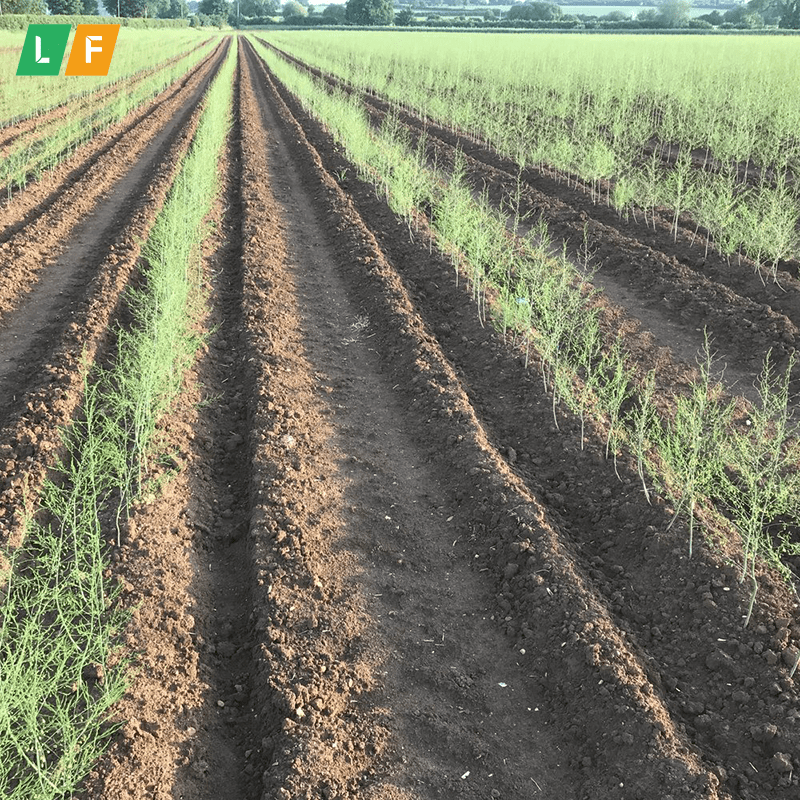 Tạo rãnh luống đất để thoát nước khi trồng măng tây