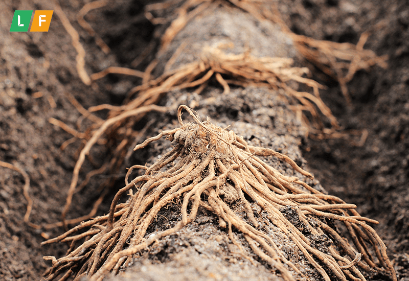 Trồng măng tây từ bộ rễ