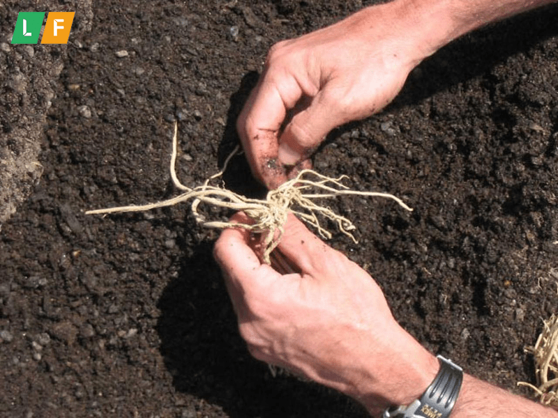 Trồng măng tây từ rễ