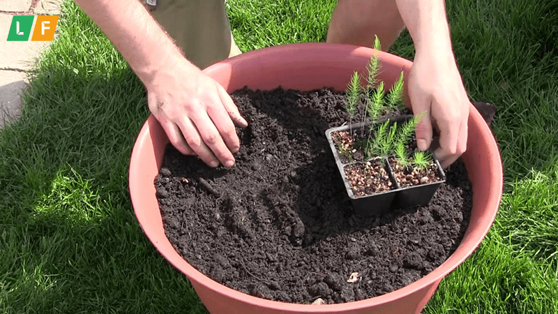 Những điều nên biết khi trồng măng tây tại nhà