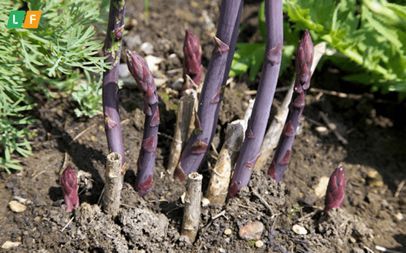 Hướng dẫn cách trồng măng tây tím