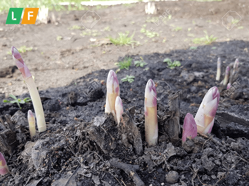 Hướng dẫn cách trồng măng tây tím