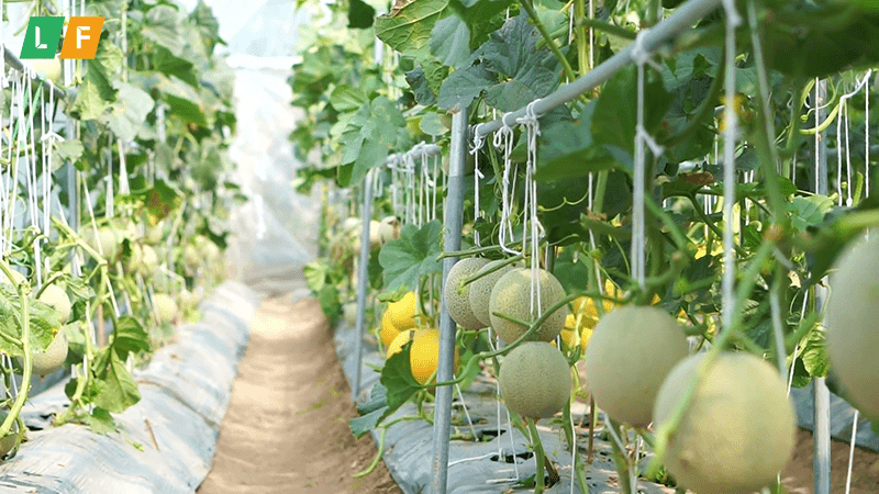Ưu - nhược điểm của phương pháp trồng dưa lưới trong nhà màng 