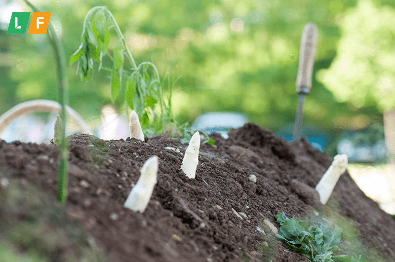 Cách trồng cây măng tây trắng