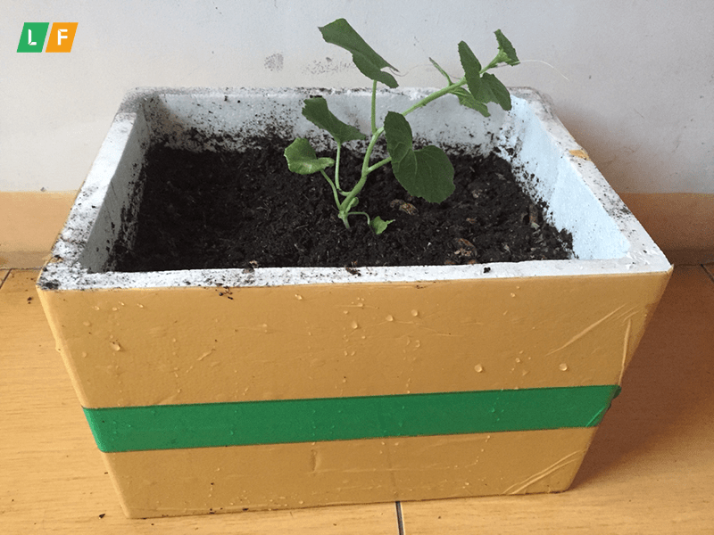 Các bước trồng dưa lưới trong thùng xốp tại nhà