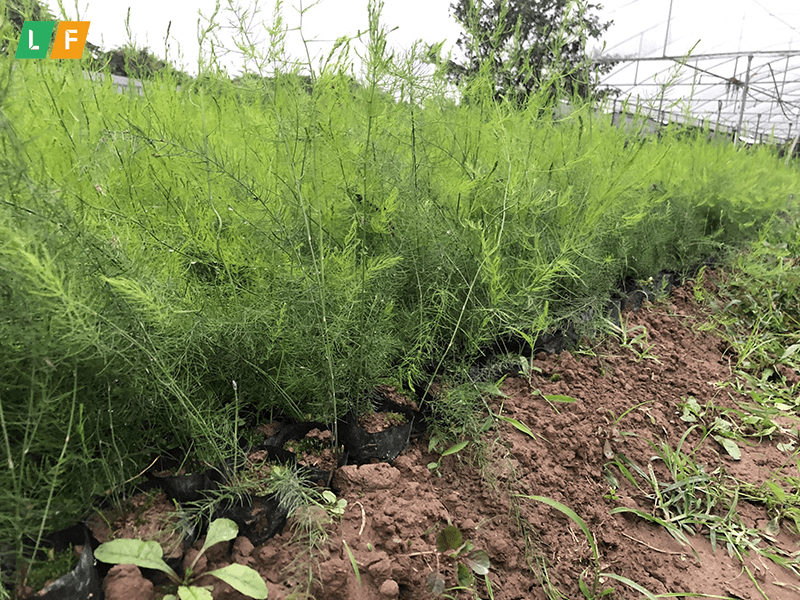 Các mô hình trồng măng tây ở Quảng Nam cho năng suất cao