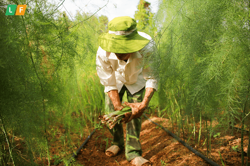 Kinh nghiệm trồng măng tây ở Quảng Nam 